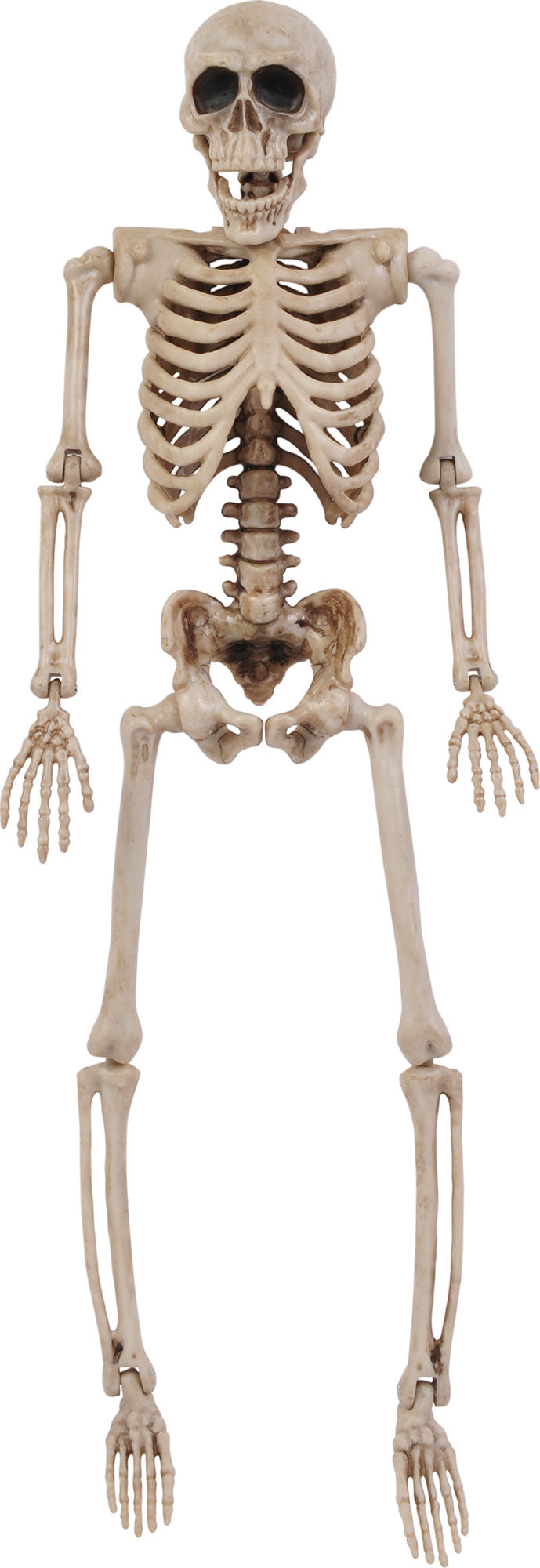 Esqueleto Articulado 14''